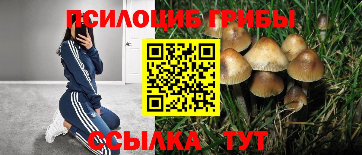 Псилоцибиновые грибы Psilocybe Грозный